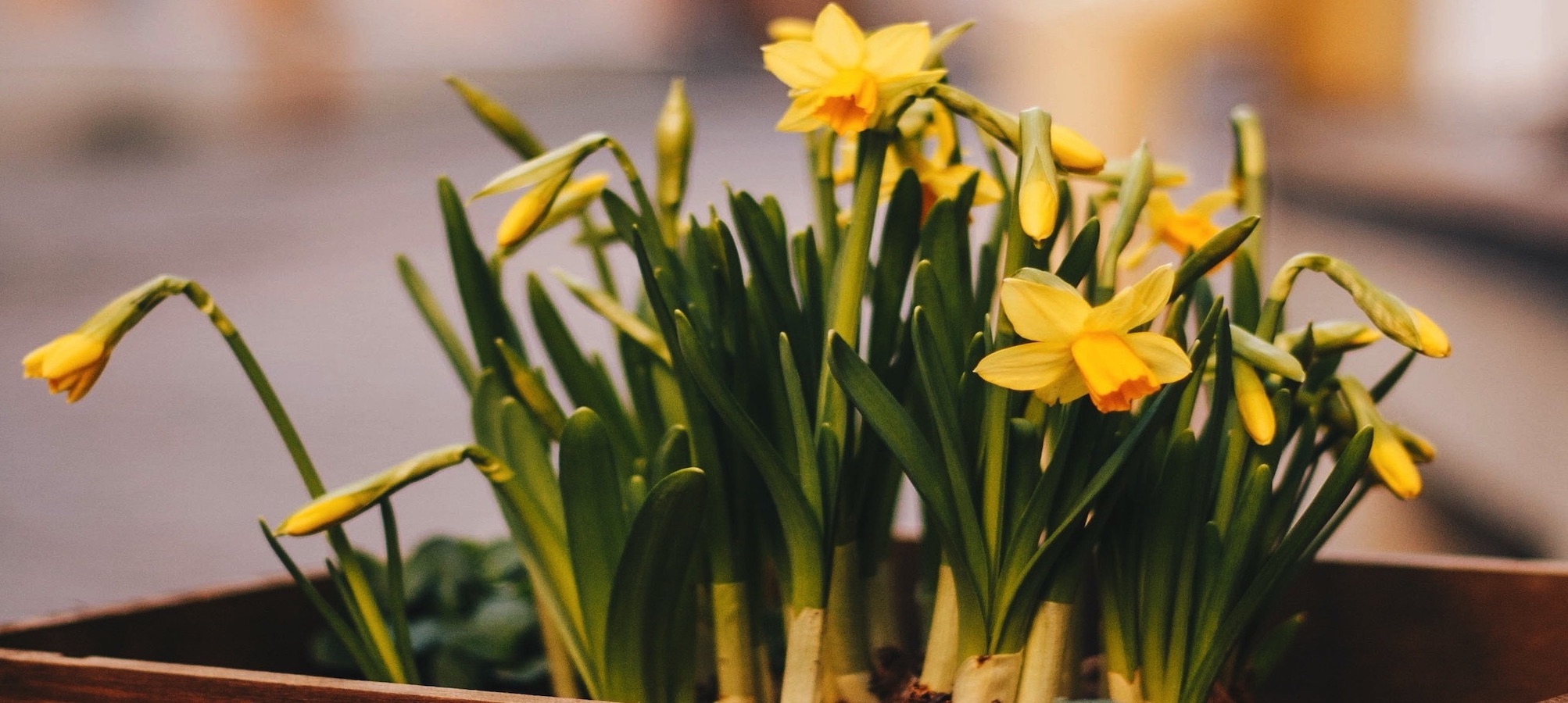 actueel-narcissen-lente